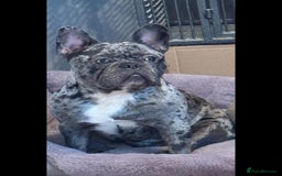 French Bulldog dogs for sale: French bulldog  - Image 6