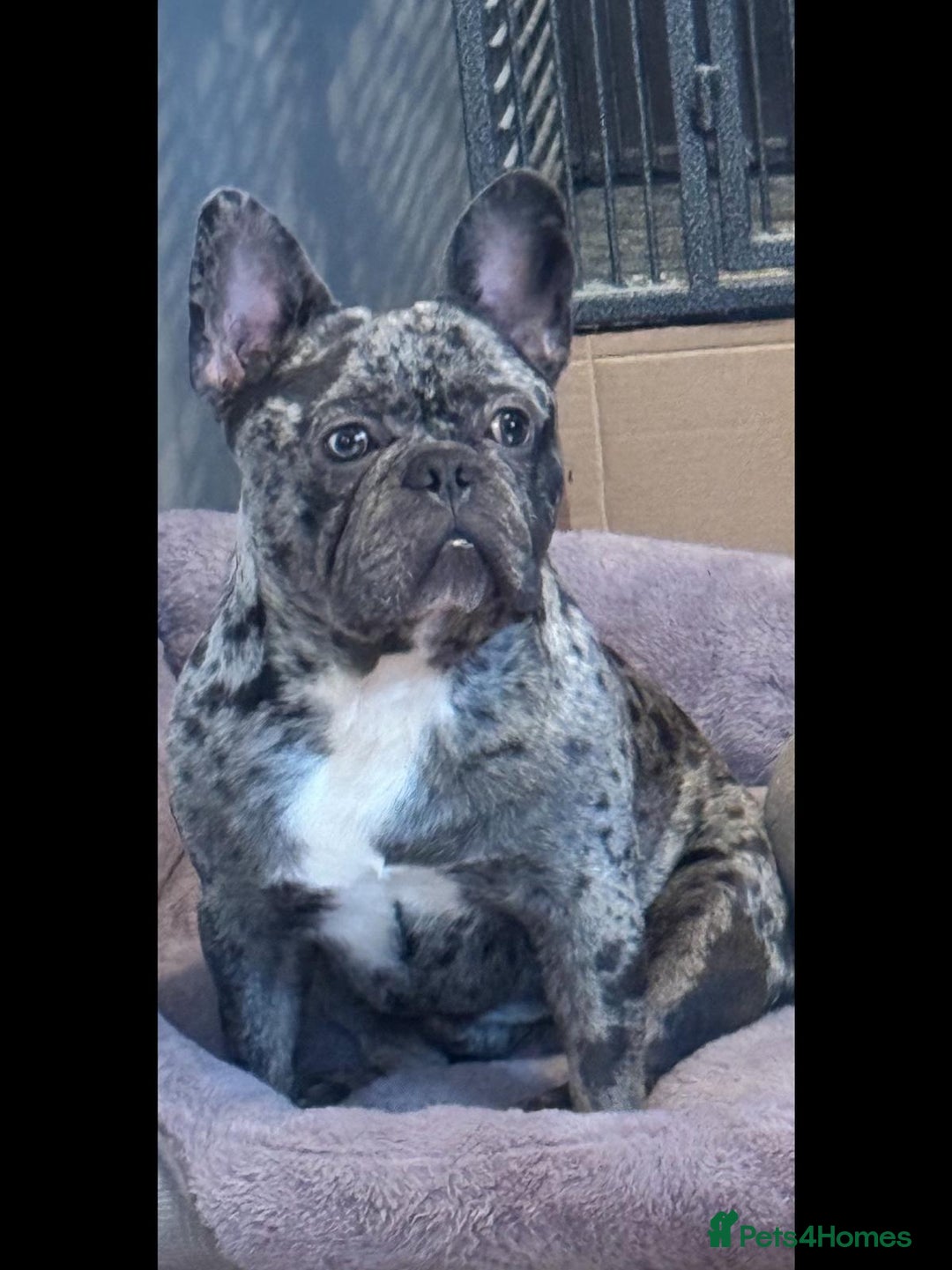 French Bulldog dogs for sale: French bulldog  - Image 6
