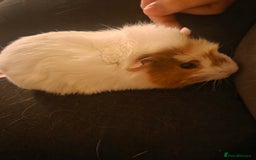 Guinea Pig rodents for sale: Baby female guinea pig - Image 1