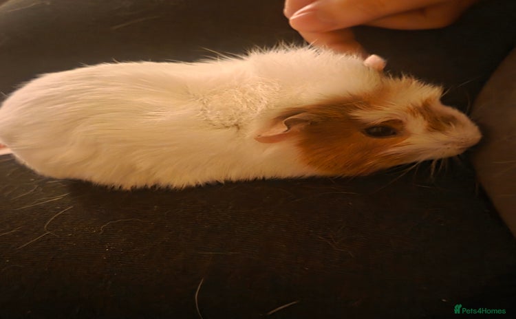 Guinea Pig rodents - Advert 11