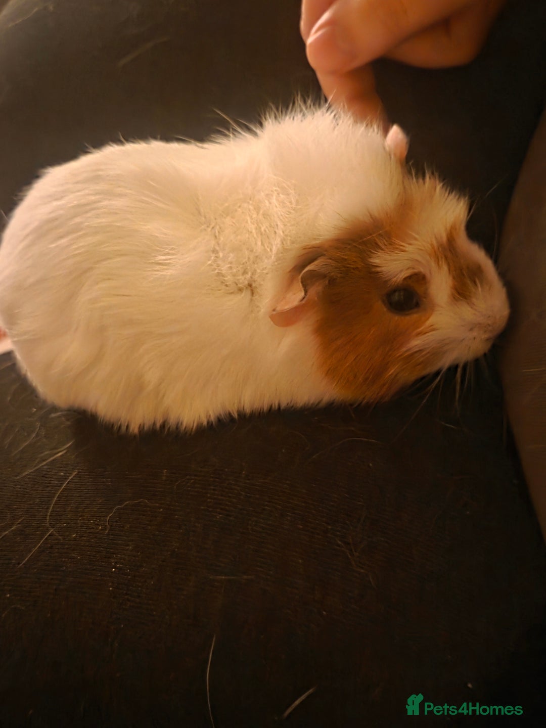 Guinea Pig rodents for sale: Baby female guinea pig - Image 1