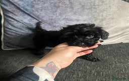 Cockapoo dogs for sale: Cockapoo - Image 2