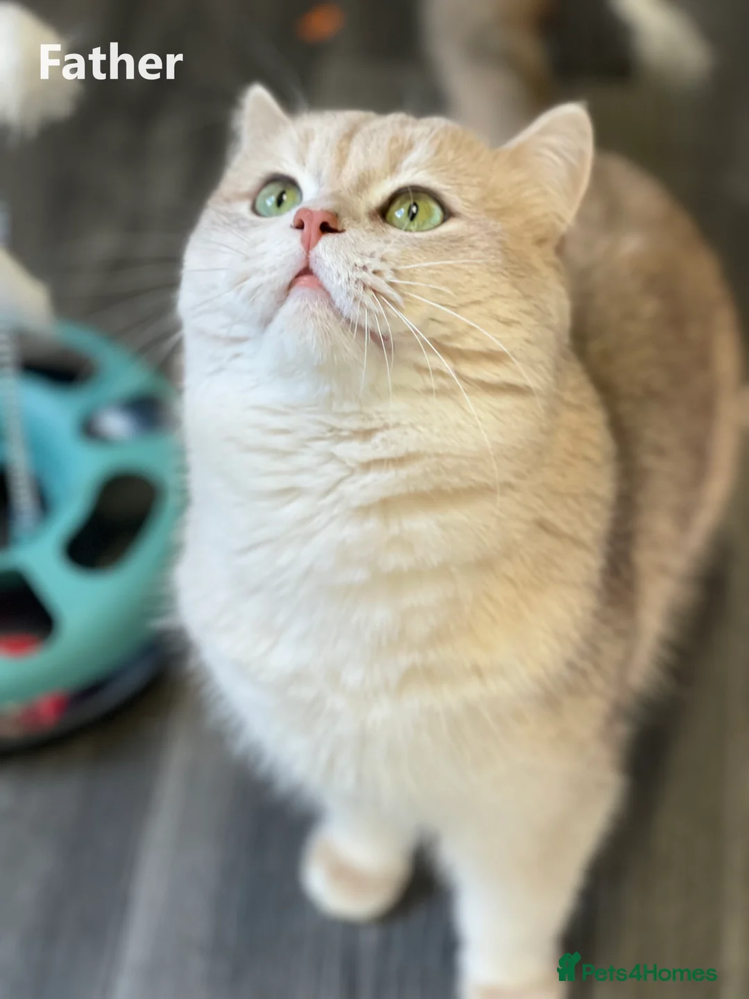 British Shorthair cats for sale: Only one TICA & GCCF British Shorthair Kitten  - Advert 11