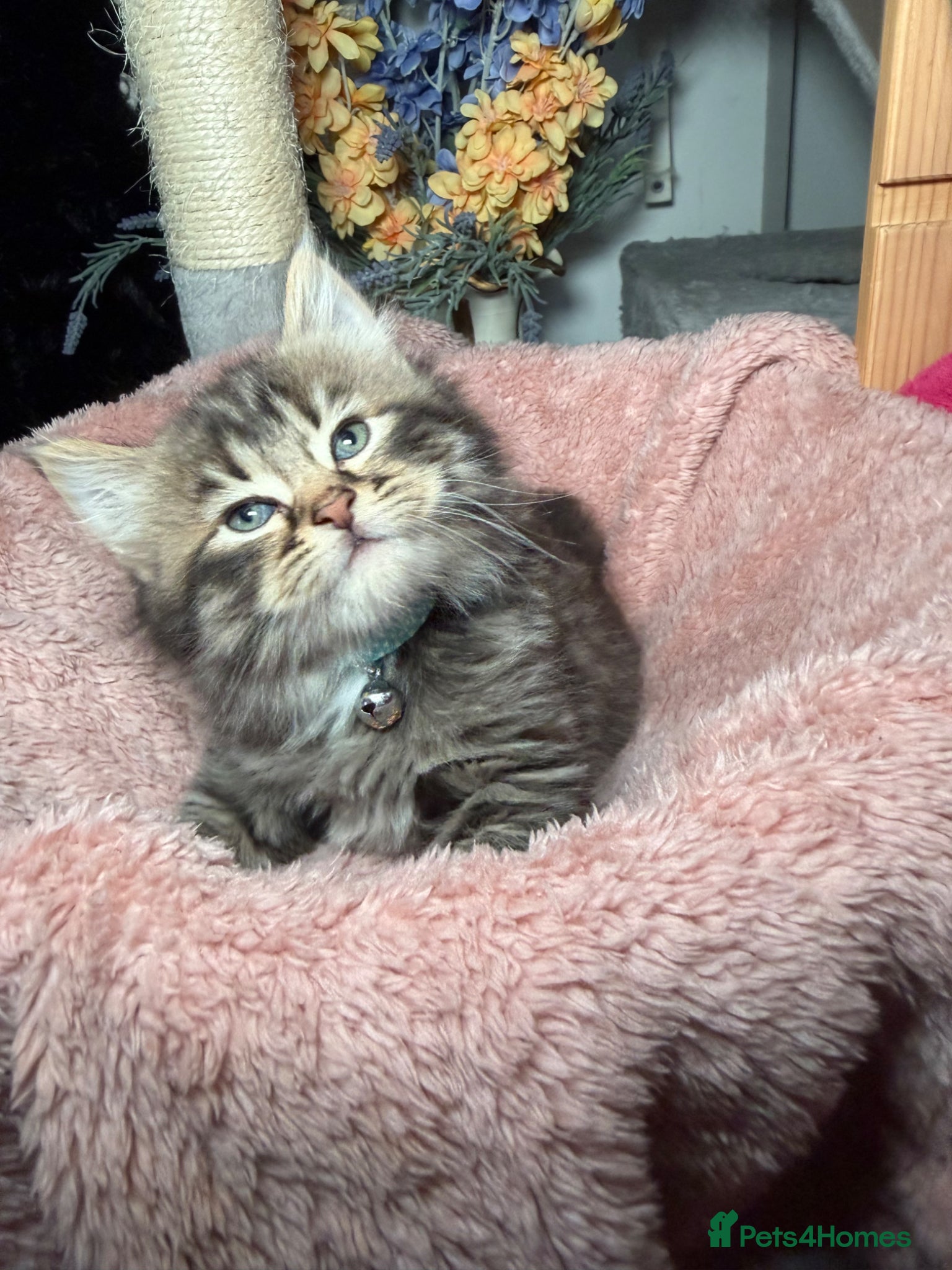 LaPerm cats ❤️Cute LaPerms Ready To Take Home❤️ - Advert 6