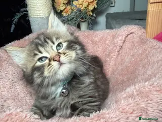 LaPerm cats ❤️Cute LaPerms Ready To Take Home❤️ - Advert 6