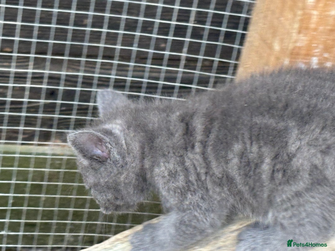 Bengal cats for sale: Beautiful farm reared bengals  - Image 22