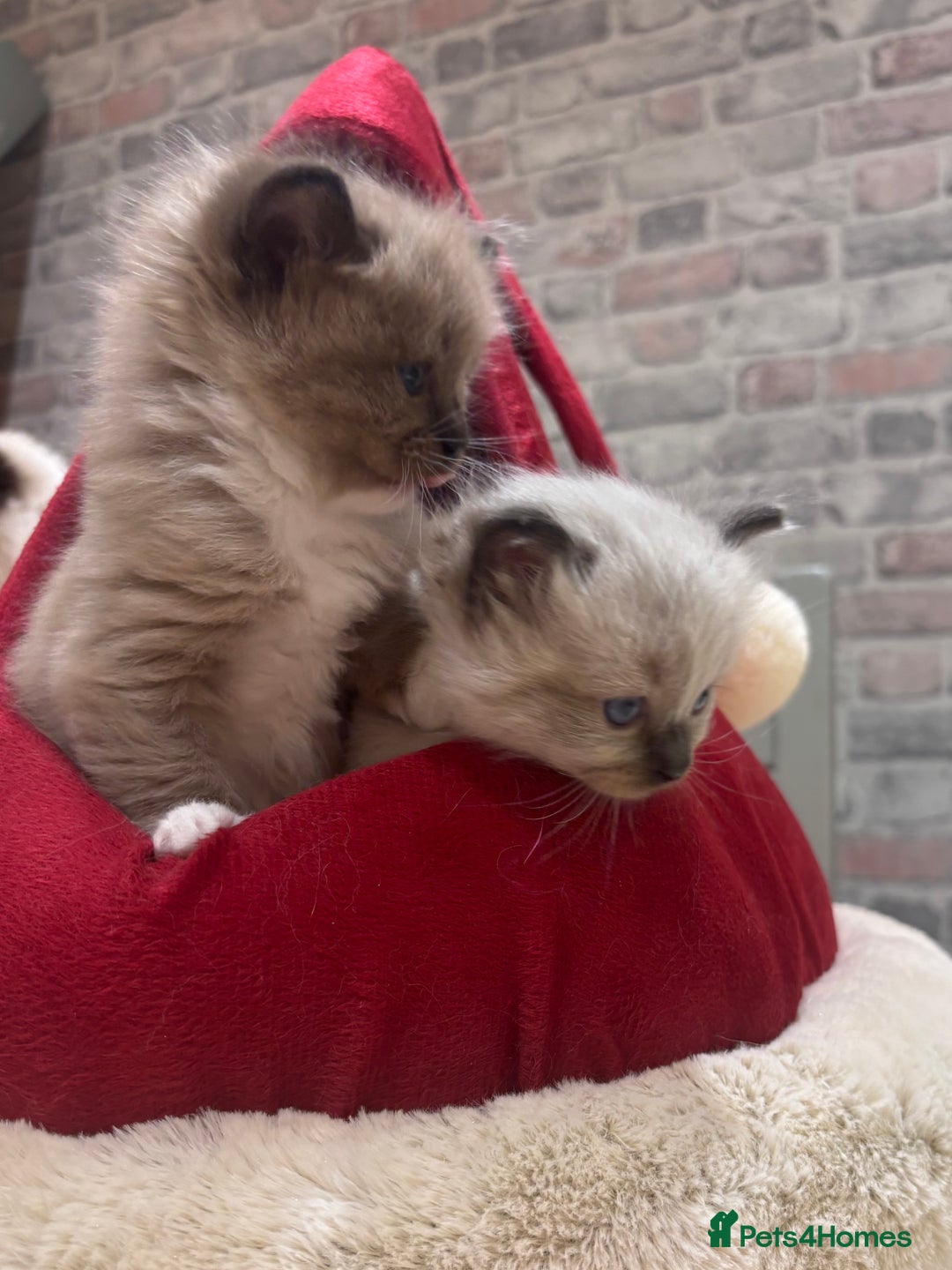 Ragdoll cats for sale: Gorgeous Ragdoll Seal Mink kittens TICA Registered - Advert 14