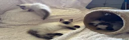Ragdoll cats for sale: Stunning Ragdoll kittens - Advert 9