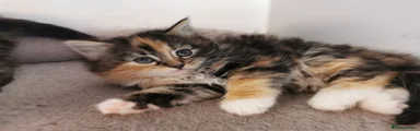Mixed Breed Kitten 4