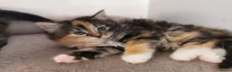 Mixed Breed cats for sale: Absolutely stunning kittens looking for a new home - Advert 22