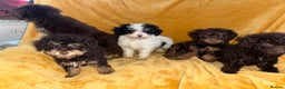 Cavapoo dogs for sale: Ready now Cavapoo puppies for sale  - Advert 8
