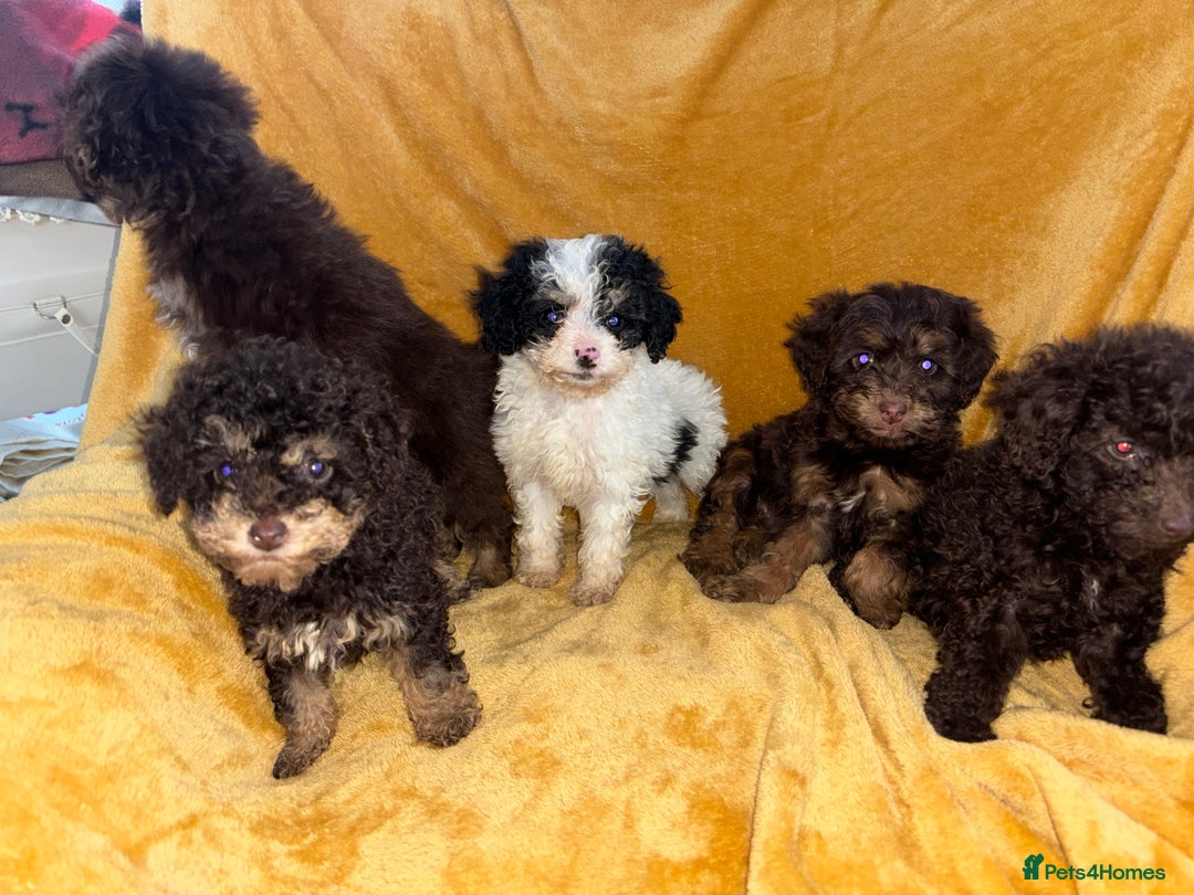 Cavapoo dogs for sale: Ready now Cavapoo puppies for sale  - Advert 8