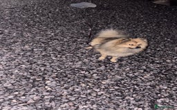 Pomeranian dogs for sale: Our 3 year old Pomeranian boy  - Image 3