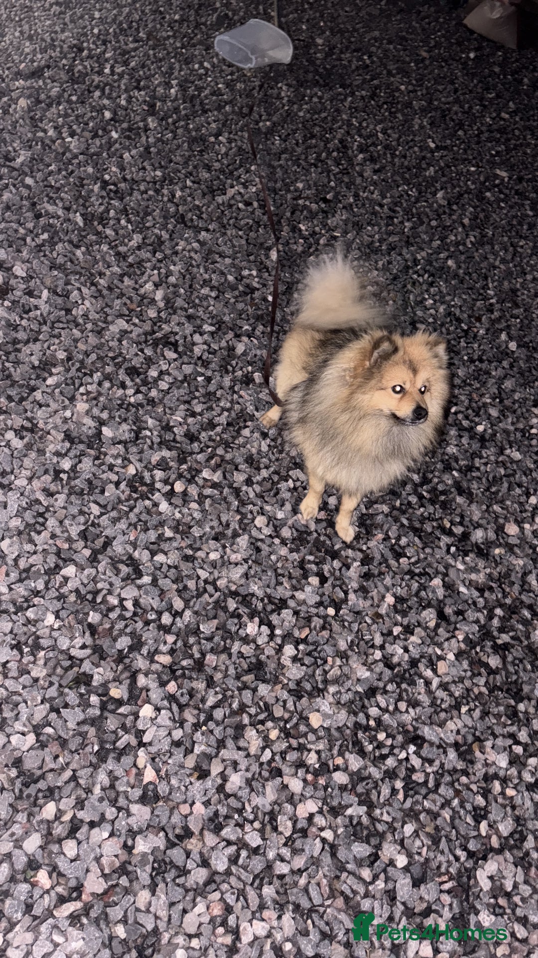 Pomeranian dogs for sale: Our 3 year old Pomeranian boy  - Image 3