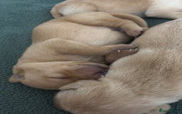 Labrador Retriever dogs for sale: Fox red/dark yellow labs  - Image 7