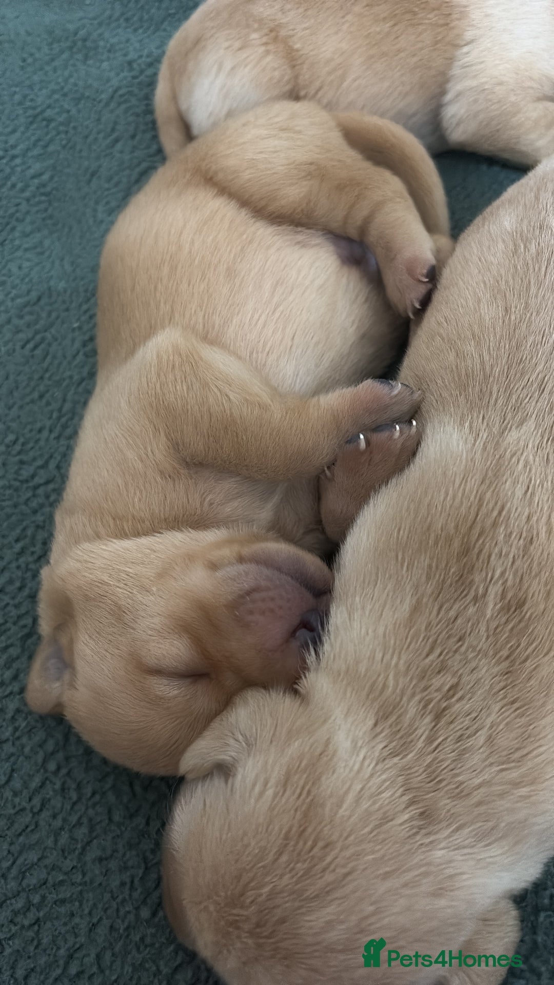 Labrador Retriever dogs for sale: Fox red/dark yellow labs  - Image 7
