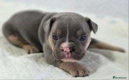 French Bulldog dogs for sale: TOP QUALITY KC REG FRENCHIES AVAILABLE  - Image 14