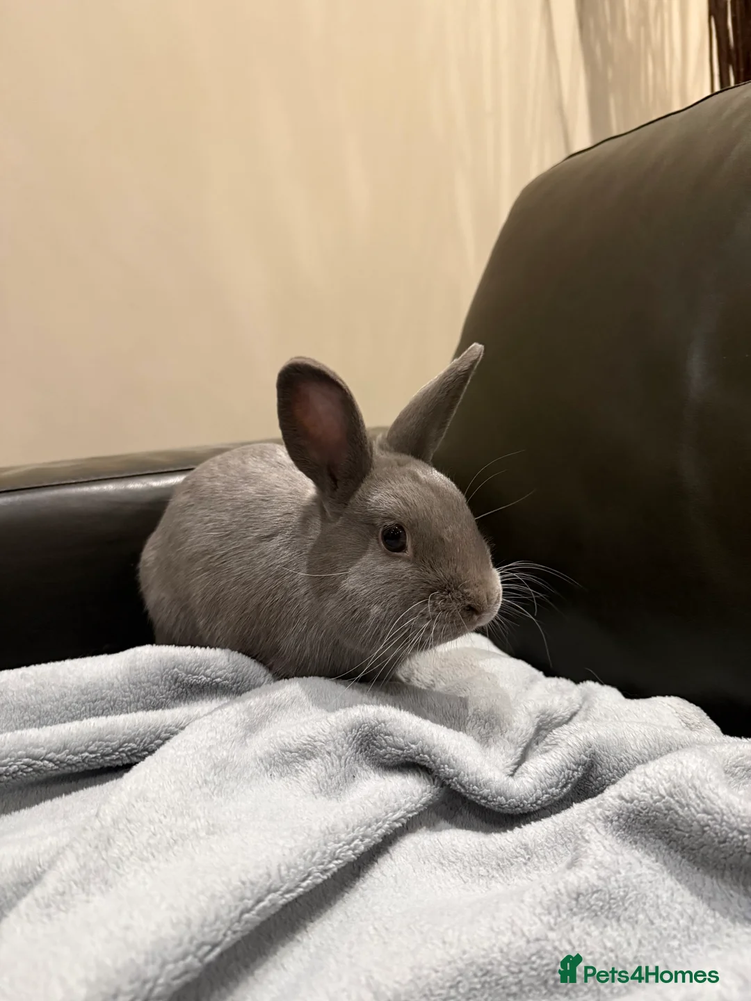 Mixed Breed rabbits for sale: Beautiful Young Male Rabbits - Advert 2