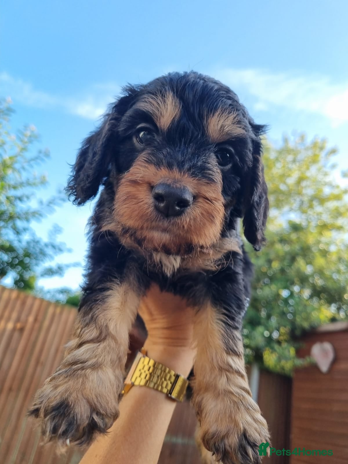 Mixed Breed dogs Sproodle puppies  - Advert 2
