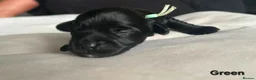 Maltipoo dogs for sale: F1b Maltipoo pups - Advert 3