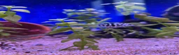 Cichlids fish for sale: 9 convict cichlids  - Advert 3