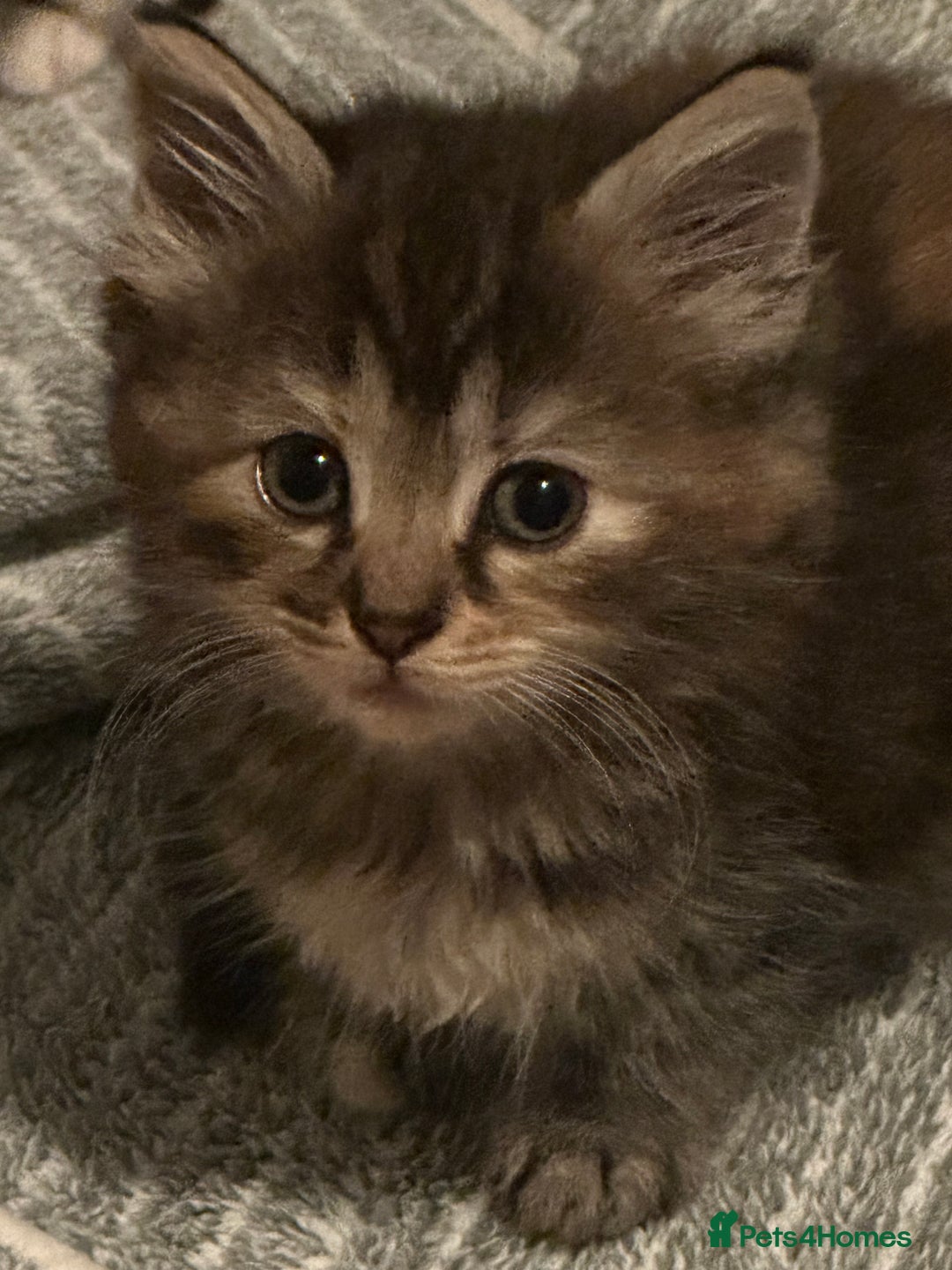 Maine Coon cats for sale: Maincoon cross ragdoll - Advert 4