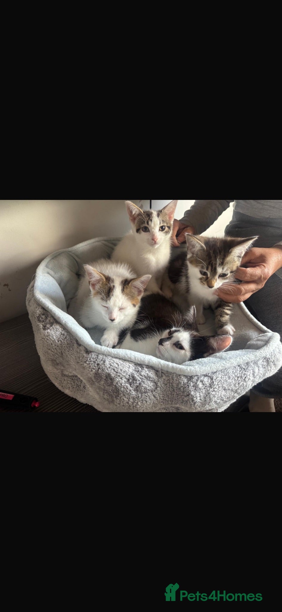 American Shorthair cats Four Kittens 💖 - Advert 1