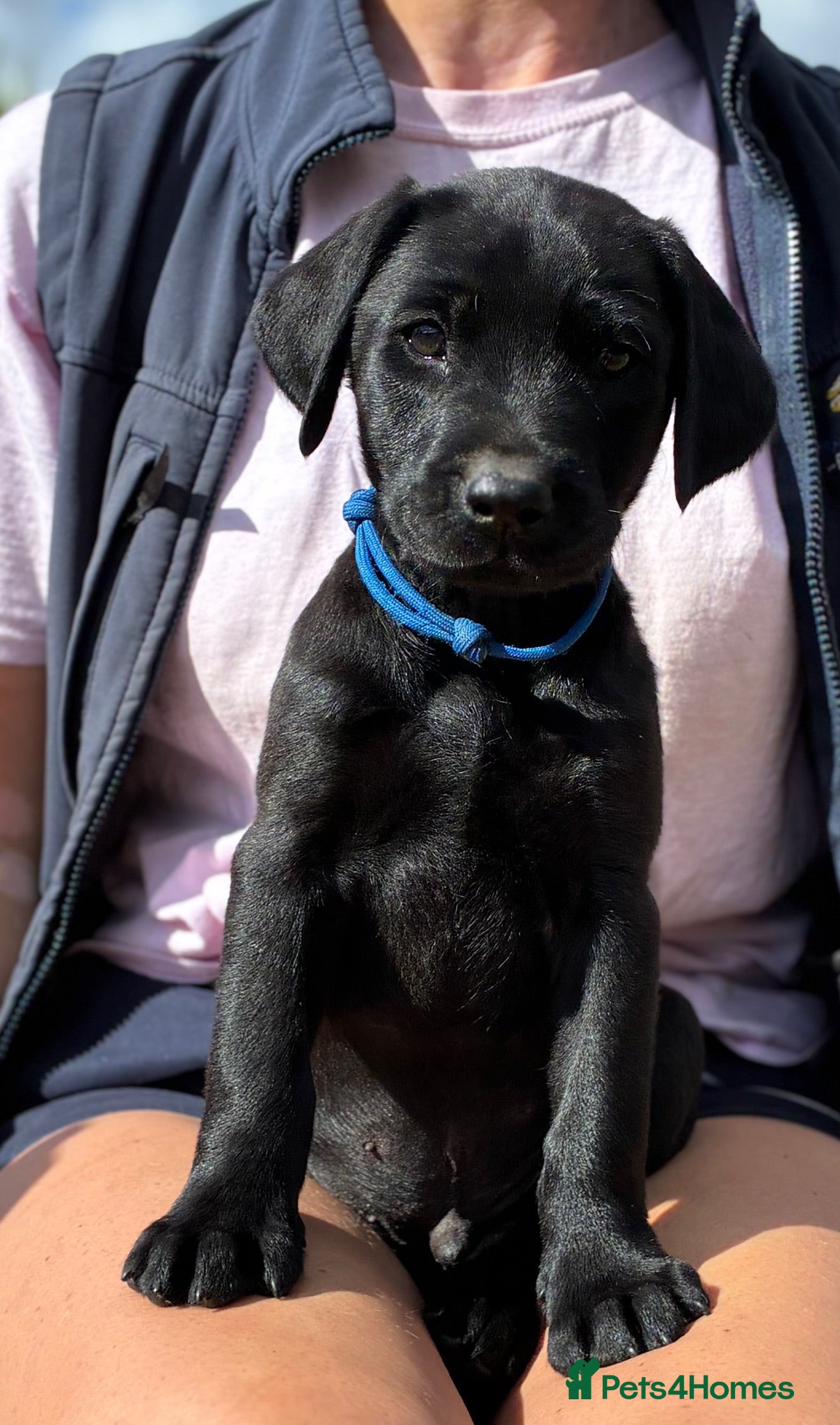 Labrador Retriever dogs 🐾 READY NOW🐾 FTCH Labrador Puppies - Advert 2
