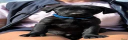 Labrador Retriever dogs for sale: 🐾 READY NOW🐾 FTCH Labrador Puppies - Advert 2