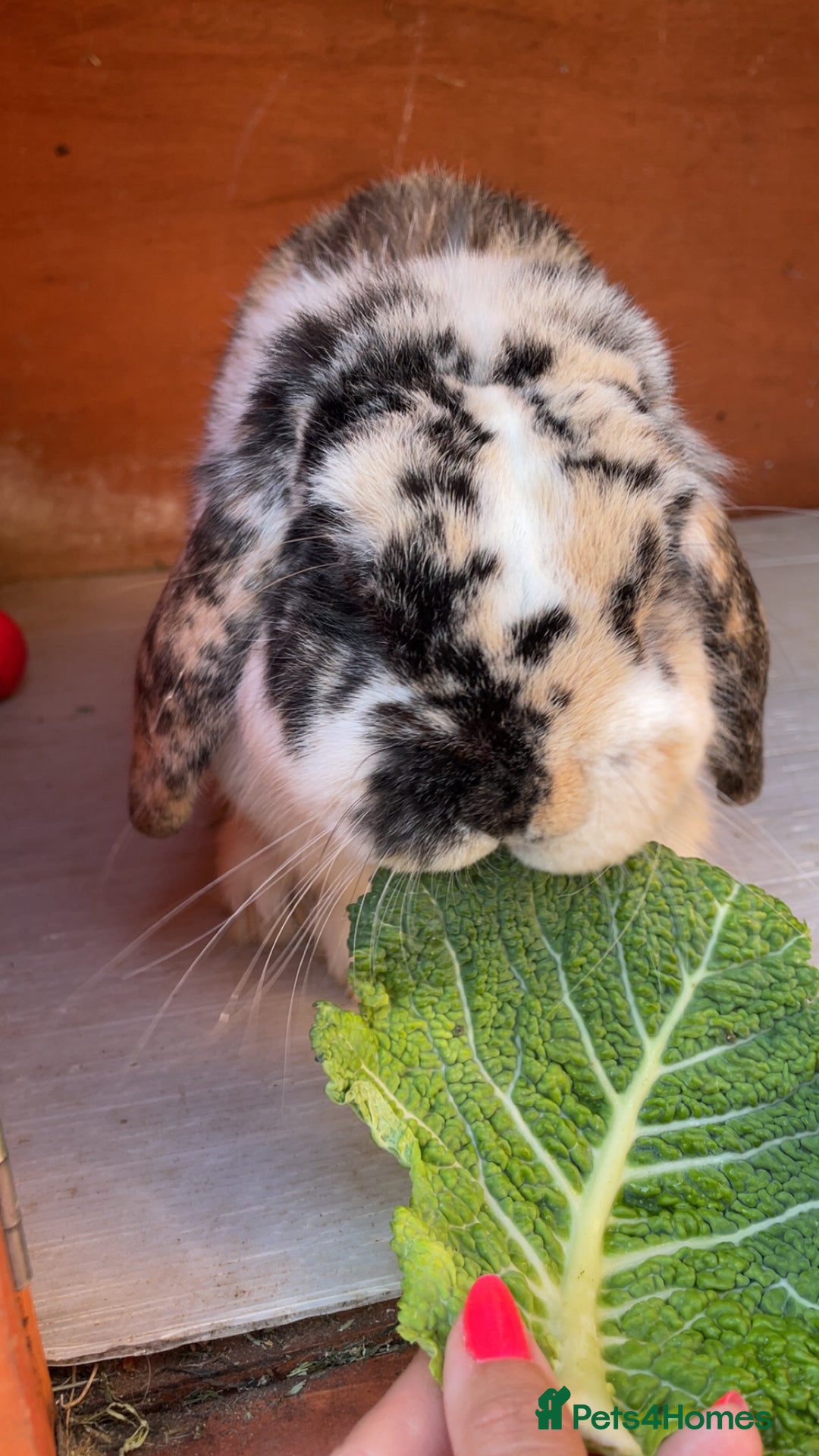 Dwarf Lop rabbits for sale: Beautiful male dwarf lop  - Image 2
