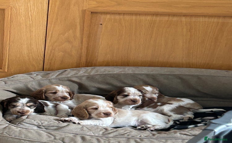 Cocker Spaniel dogs - Advert 4