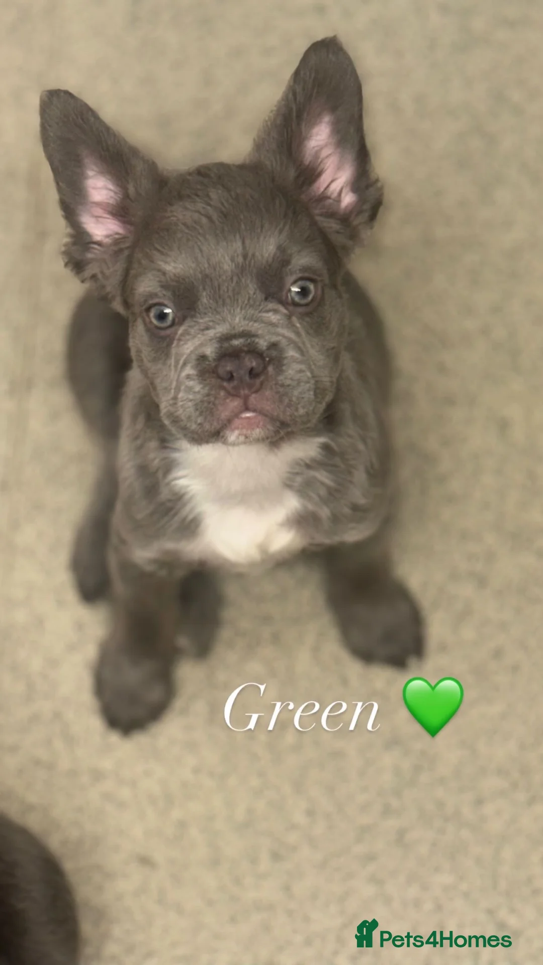 French Bulldog dogs for sale: Visual fluffy French bulldogs  - Advert 6