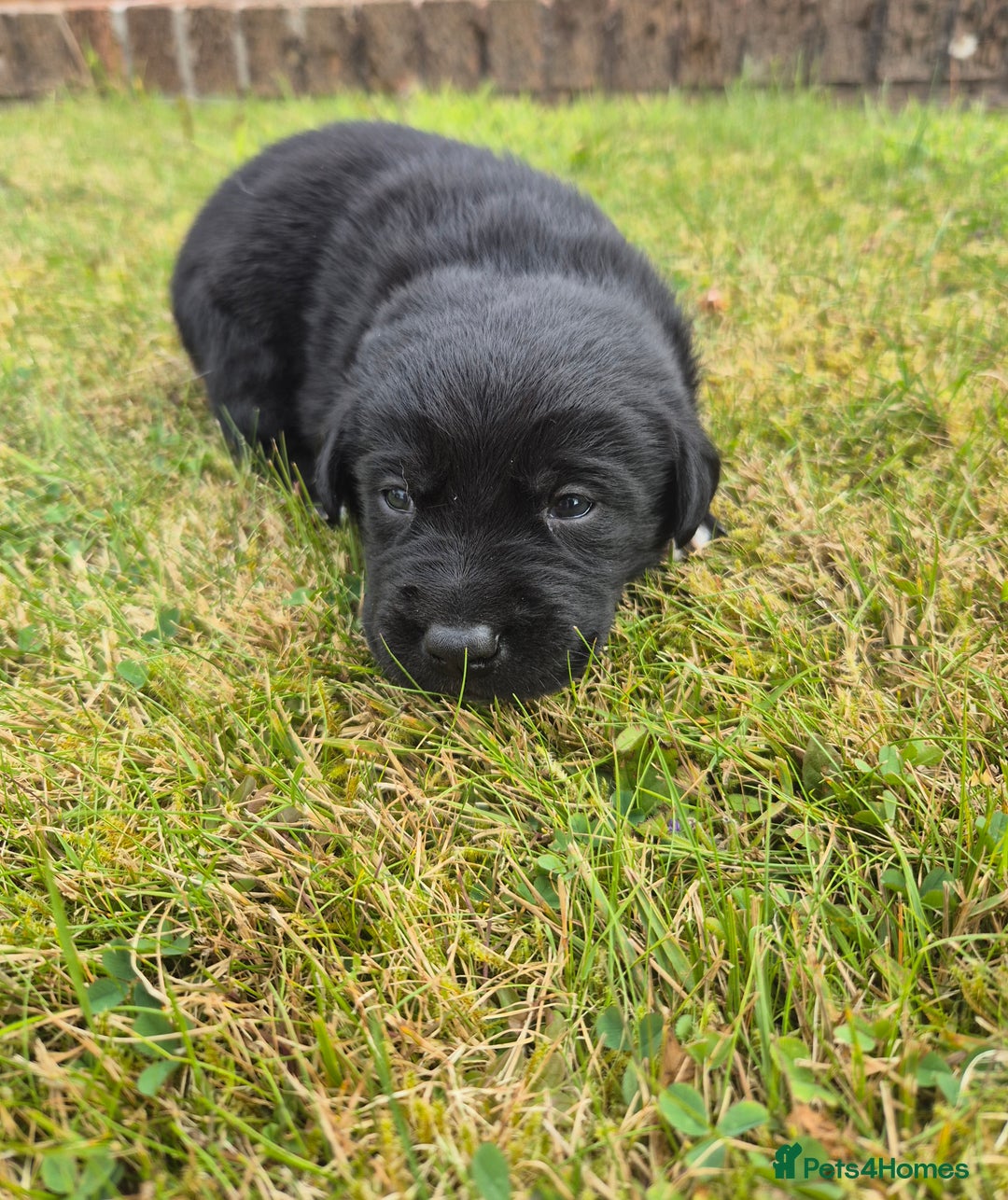 Labrador Retriever dogs for sale: Borador puppies! - Image 12
