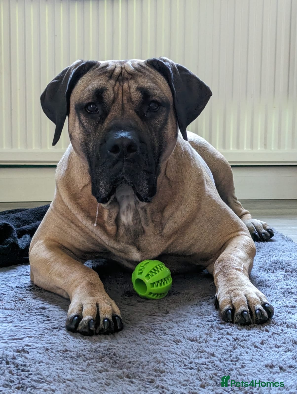 Presa Canario dogs  5 year old Adult female presa canario - Advert 5