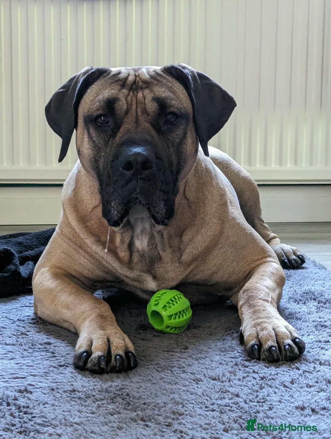 Presa Canario dogs for sale:  5 year old Adult female presa canario - Advert 1