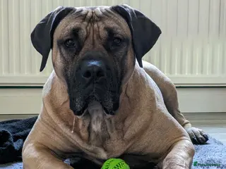 Presa Canario dogs 5 year old Adult female presa canario - Advert 5