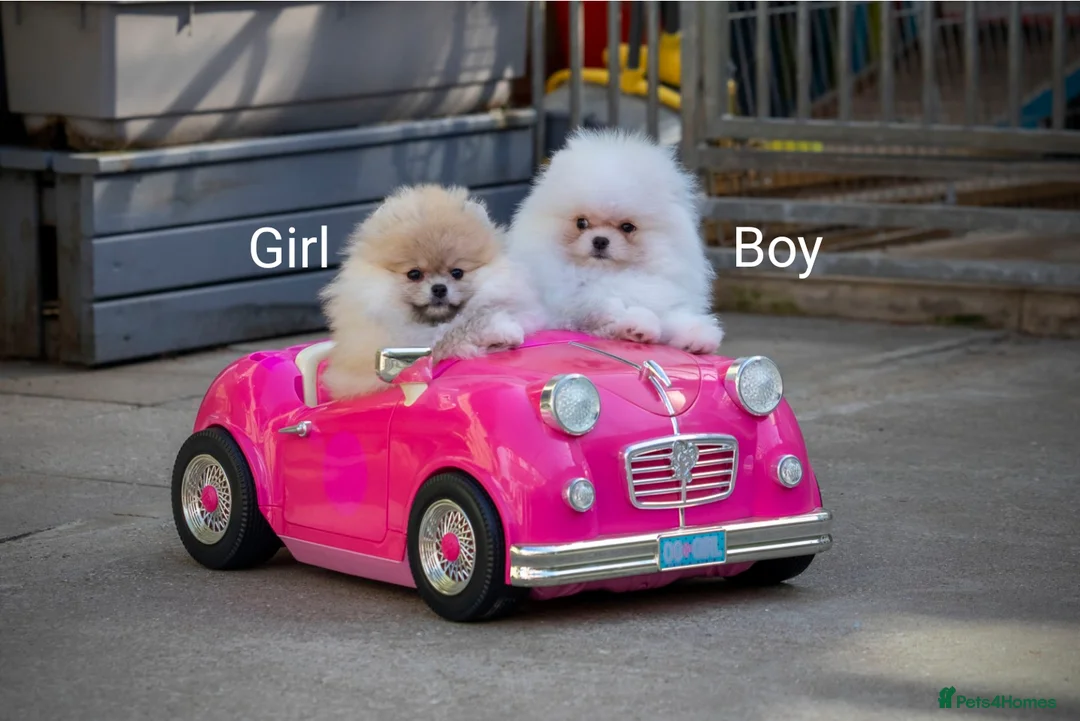 Pomeranian dogs for sale: Adorable Pomeranian boy and girl for sale - Advert 1