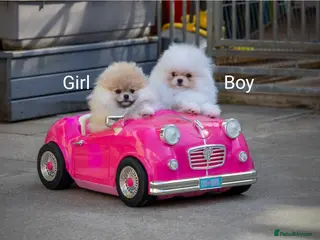 Pomeranian dogs Adorable Pomeranian boy and girl for sale - Advert 1