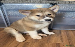 Mixed Breed dogs for sale: READY NOW! Beautiful Japanese Akita Puppies - Image 11