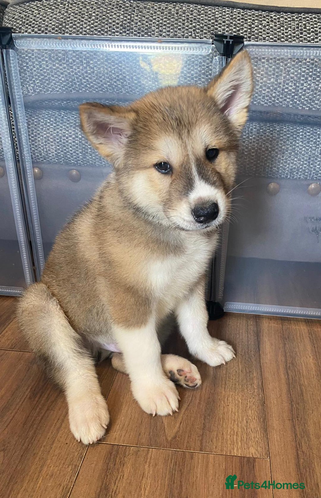 Mixed Breed dogs for sale: READY NOW! Beautiful Japanese Akita Puppies - Image 11
