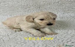 Goldendoodle dogs for sale: 💛F1 Castlecorrie Goldendoodle💛 - Advert 13