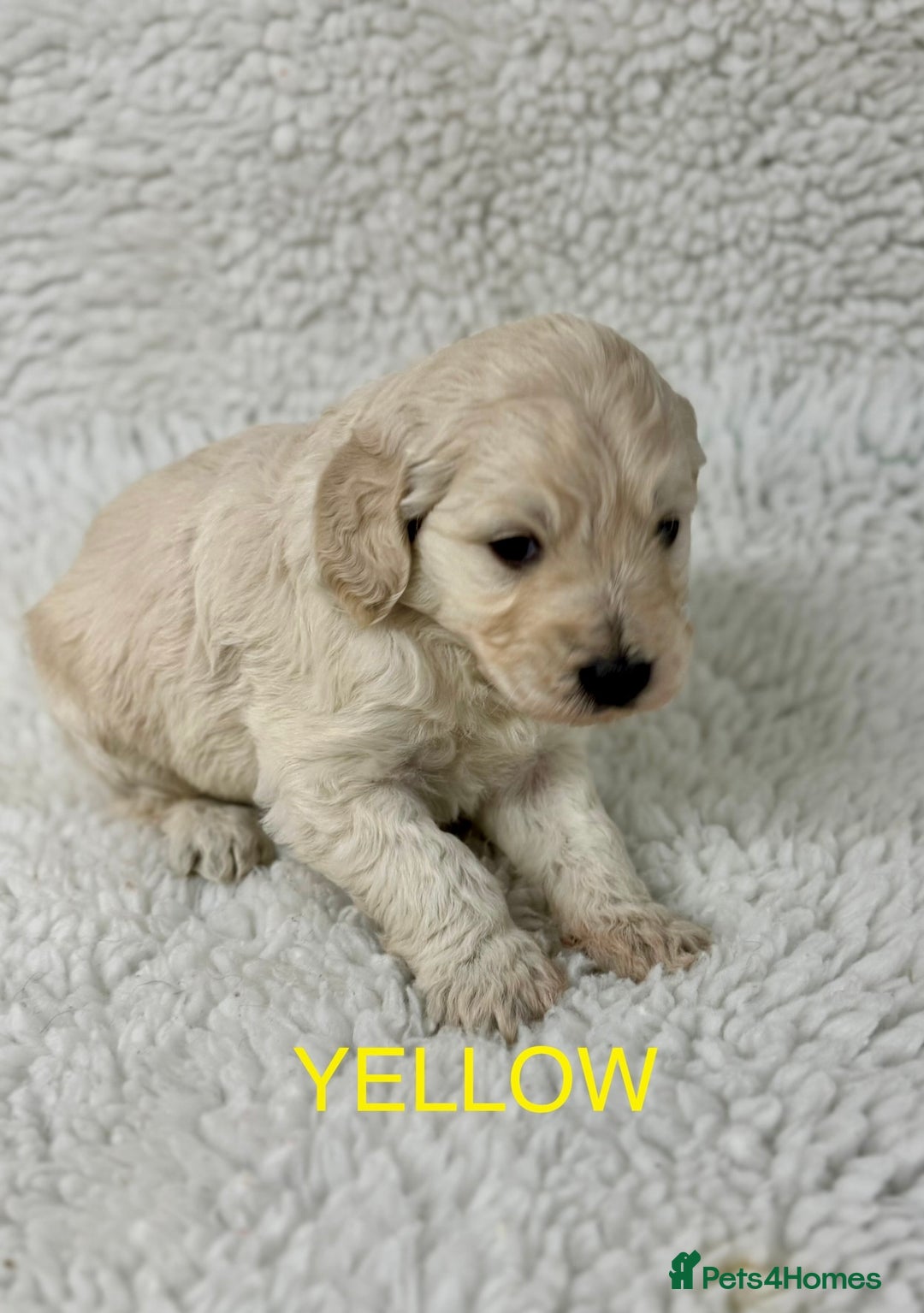 Goldendoodle dogs for sale: 💛F1 Castlecorrie Goldendoodle💛 - Advert 13