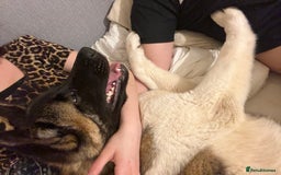Akita dogs for sale: Luna! - Image 3