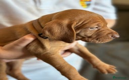 Hungarian Vizsla dogs for sale: Amazing Hungarian vizsla puppies - Image 13