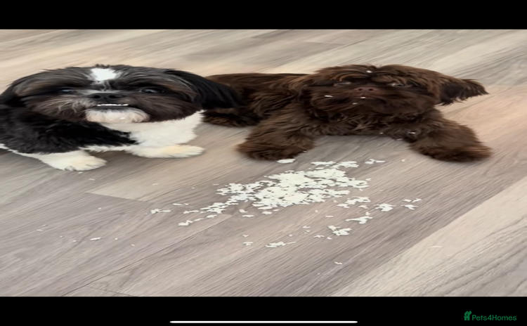 Shih Tzu dogs - Advert 8