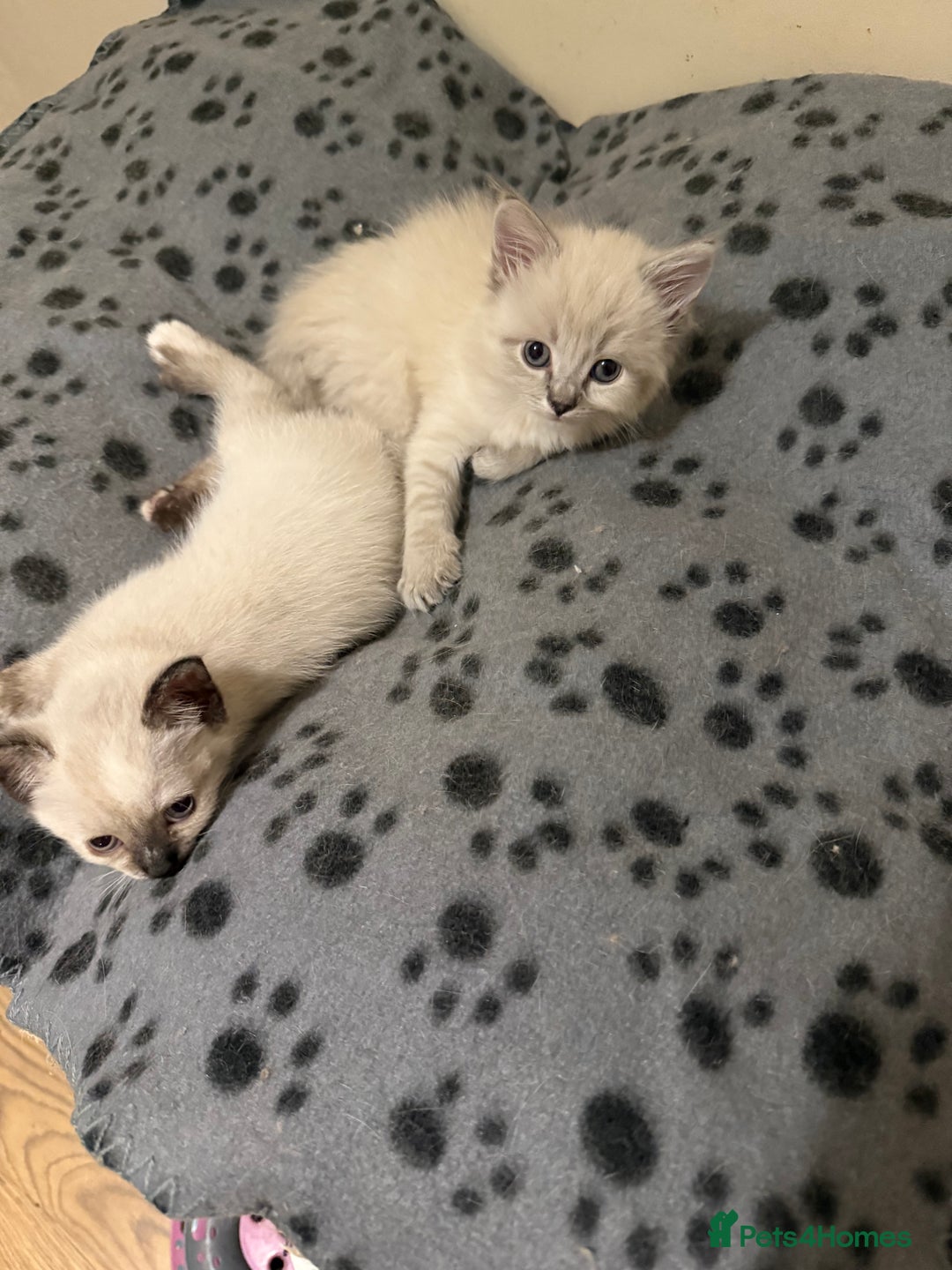 Ragdoll cats for sale: ADORABLE RAGDOLL KITTENS - READY NOW - Image 19