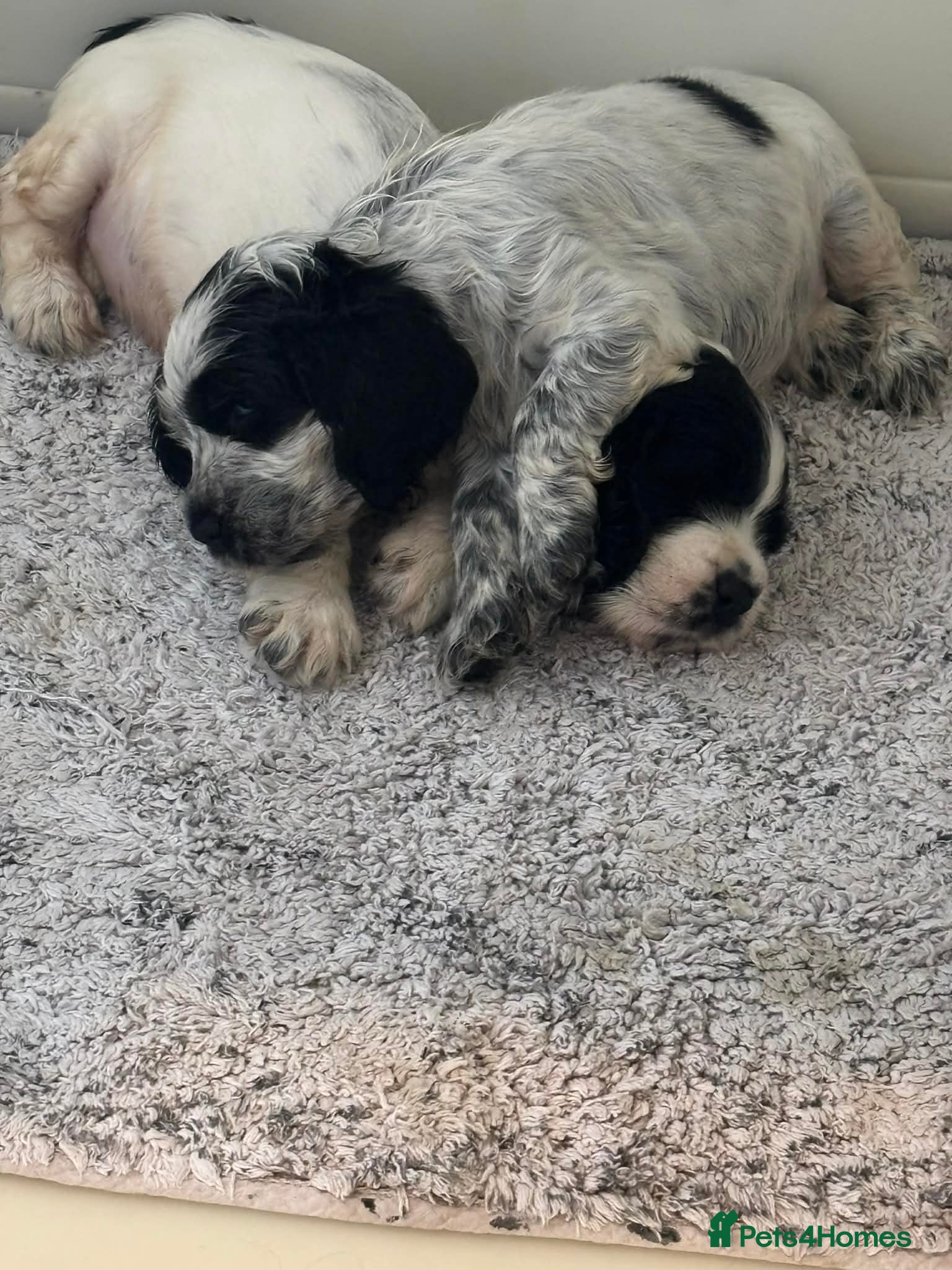 Cocker Spaniel dogs Kc Show type cocker spaniel puppy's  - Advert 16