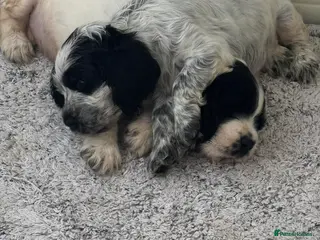 Cocker Spaniel dogs Kc Show type cocker spaniel puppy's - Advert 11