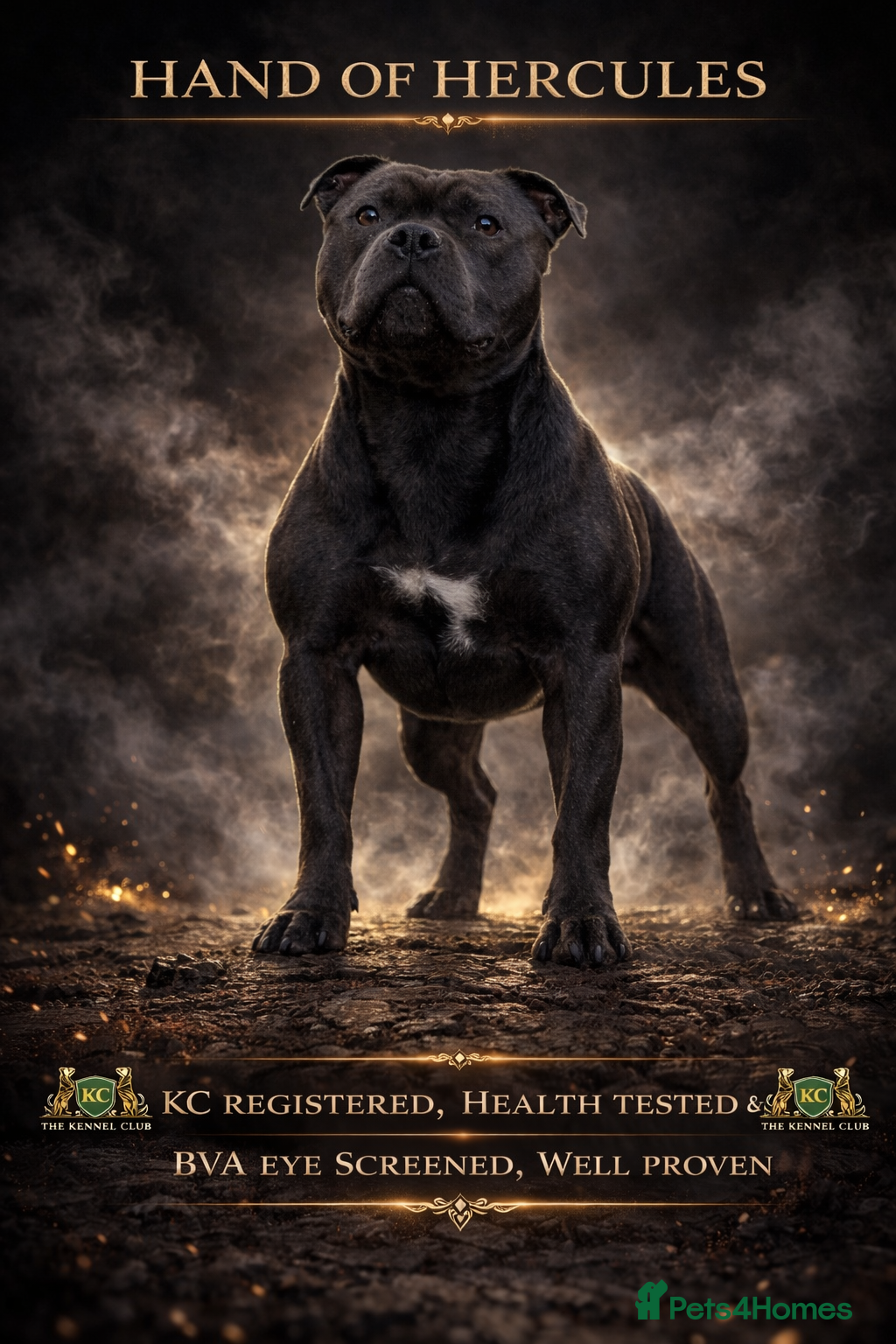 Staffordshire Bull Terrier dogs 🇬🇧 OX BULLZ! HERCULES, BLUE HEALTH TESTED STUD - Advert 1