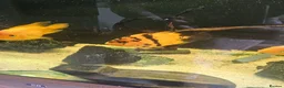 Cichlids fish for sale: 6ft tank and cichlids  - Advert 7